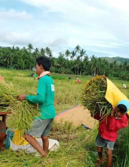 Harvest